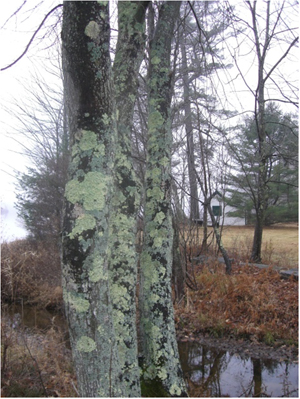 Silver Lichen Photo