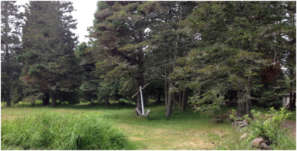 monhegan woods